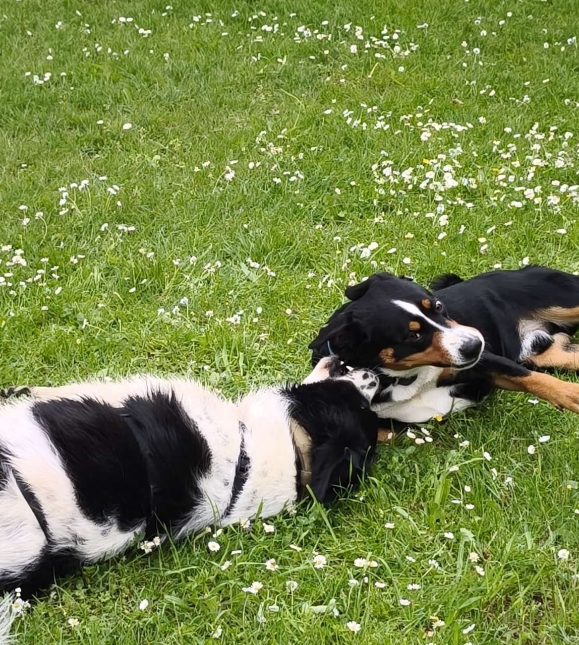 Grauschnauzen